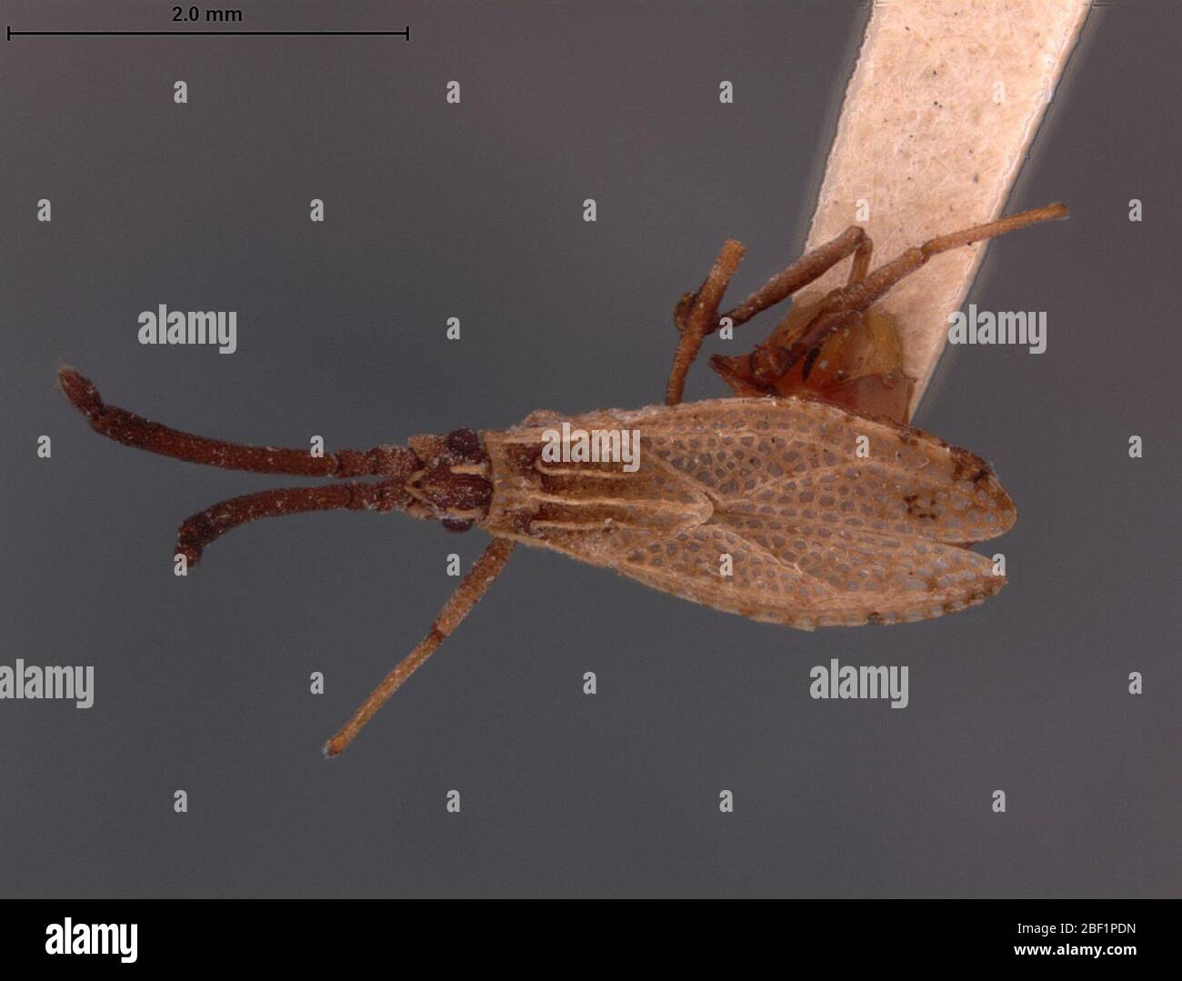 Melanorhopala balli. 13 avril 20171 Banque D'Images