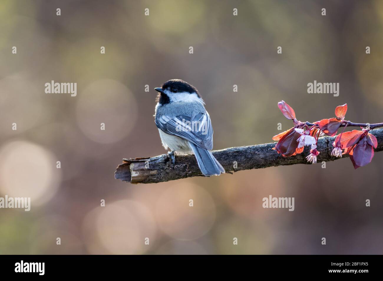 Chickadee, Poecile atricapillus, perché sur un arbre de prune fleuri au printemps Banque D'Images