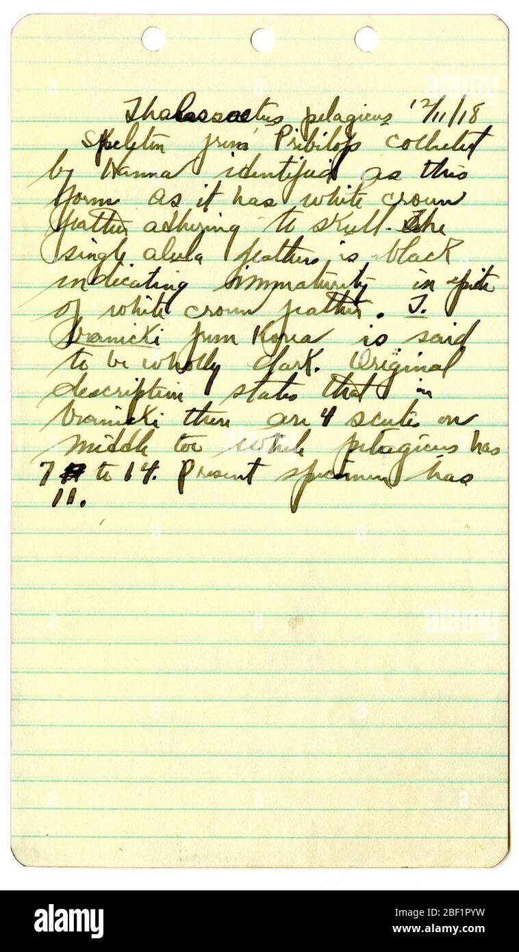Haliaetus leucocephalus. 'Thalasseetus pelagicus 12/11/18. Squelette des Pribilofs recueillis par Hanna identifié comme cette forme car il a la plume de couronne blanche adhérant au crâne. La plume d'alula est noire, ce qui indique une immaturité malgré la plume de couronne blanche. T. Banque D'Images