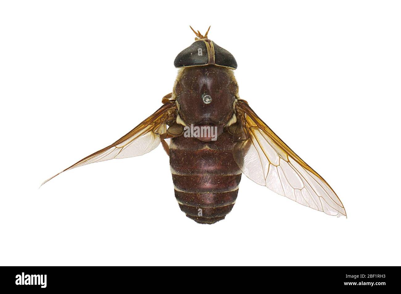 American Horse Fly. Cet objet fait partie de la collection éducation et sensibilisation, dont certaines sont dans le centre d'éducation scientifique Q?rius et sont disponibles pour voir.114 Jan 2020 Banque D'Images