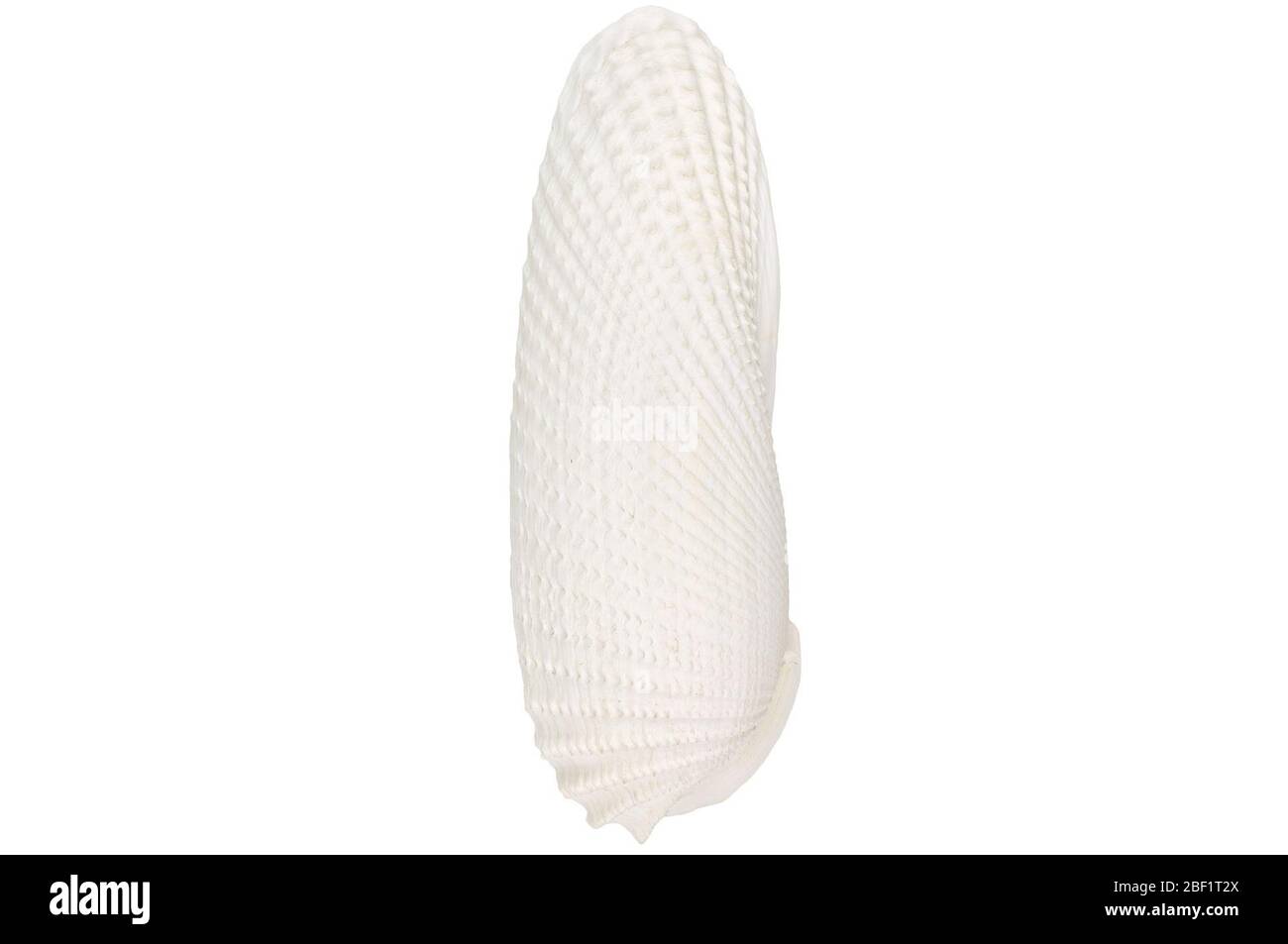 Aile Angel. Cet objet fait partie de la collection éducation et sensibilisation, dont certaines sont dans le centre d'éducation scientifique Q?rius et sont disponibles pour voir.114 Jan 2020 Banque D'Images