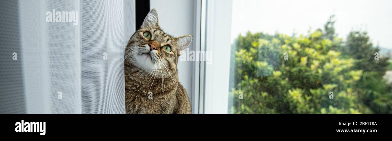 un chat avec les yeux verts regarde fenêtre de l'arbre intéressé bannière de rideau de seuil Banque D'Images