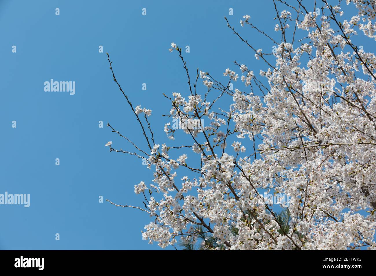 Fleurs printanières, cerisiers blancs et fond bleu ciel Banque D'Images