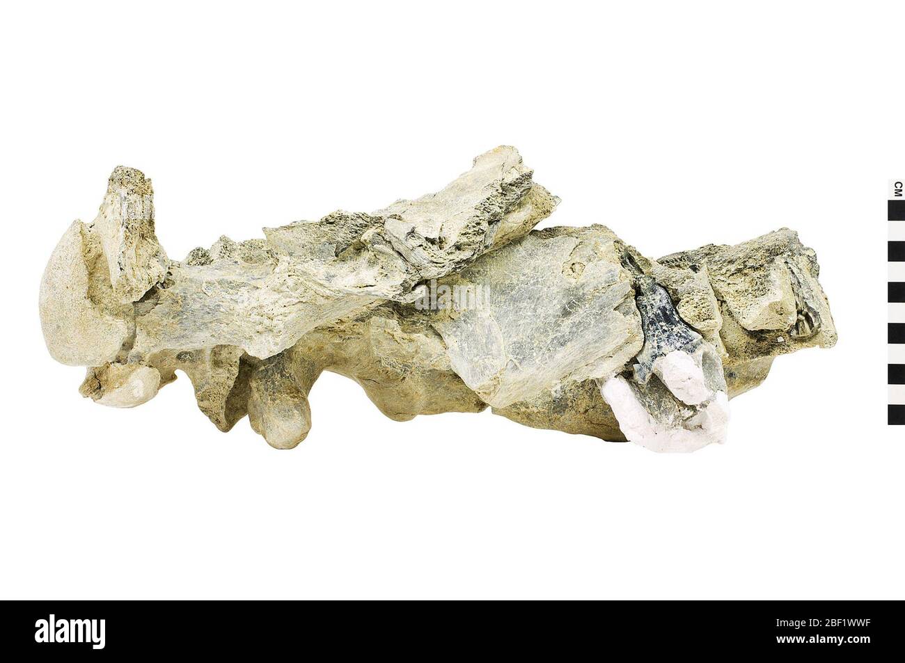 Rhinocerose. Cet objet fait partie de la collection éducation et sensibilisation, dont certaines sont dans le centre d'éducation scientifique Q?rius et disponibles pour voir.914 Jan 2020 Banque D'Images