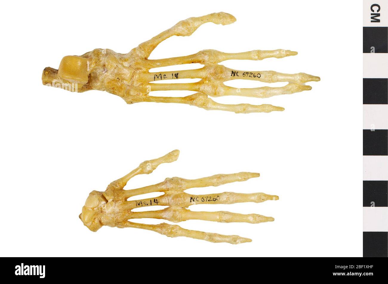 Singe capot. Cet objet fait partie de la collection éducation et sensibilisation, dont certaines sont dans le centre d'éducation scientifique Q?rius et sont disponibles pour voir.114 Jan 2020 Banque D'Images