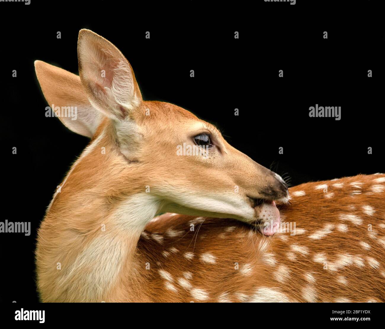 Un Frai Cerf De Bebe Avec Des Taches Blanches Partout Regleur Le Dos Avec Une Langue Rose Sur Un Fond Noir Photo Stock Alamy Un Frai Cerf De Bebe Avec Des Taches Blanches Partout Regleur Le Dos Avec Une Langue Rose Sur Un Fond Noir Photo Stock Alamy