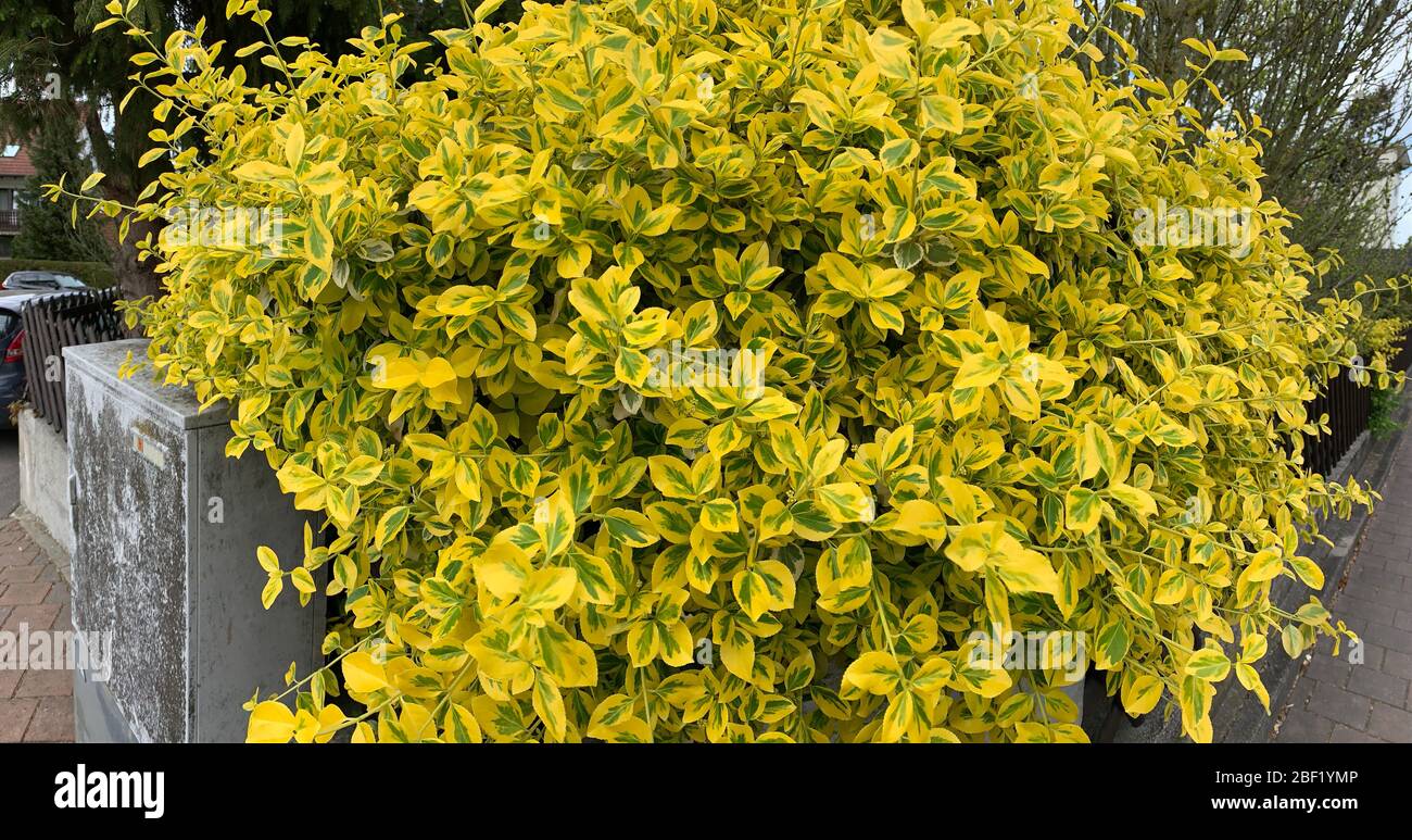 Un gros plan d'un mur de fleurs jaunes, une petite feuille verte, jardin, clôture en bois, panorama Banque D'Images