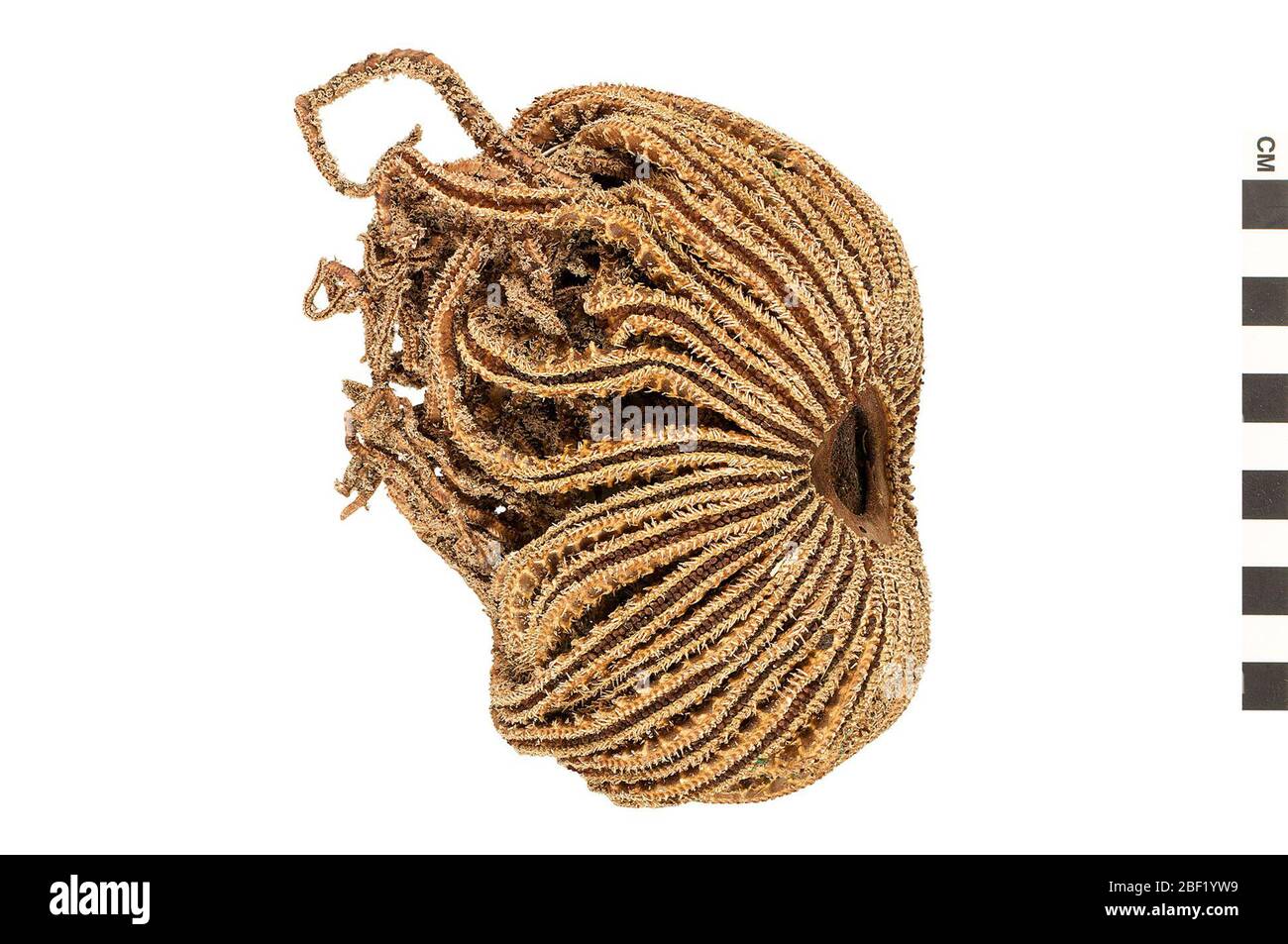 Poisson-étoile. Cet objet fait partie de la collection éducation et sensibilisation, dont certaines sont dans le centre d'éducation scientifique Q?rius et sont disponibles pour voir.114 Jan 2020 Banque D'Images