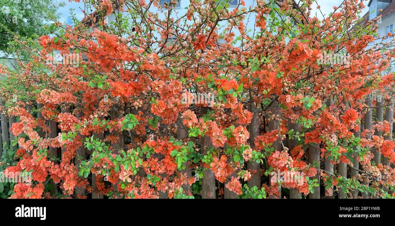 Un gros plan d'un mur de fleurs rouges, une petite feuille verte, jardin, clôture en bois, panorama Banque D'Images