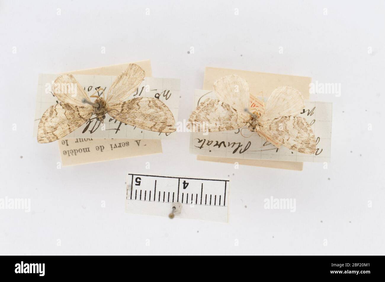 Ypsipetes pluviata. 9 févr. 20181 Banque D'Images