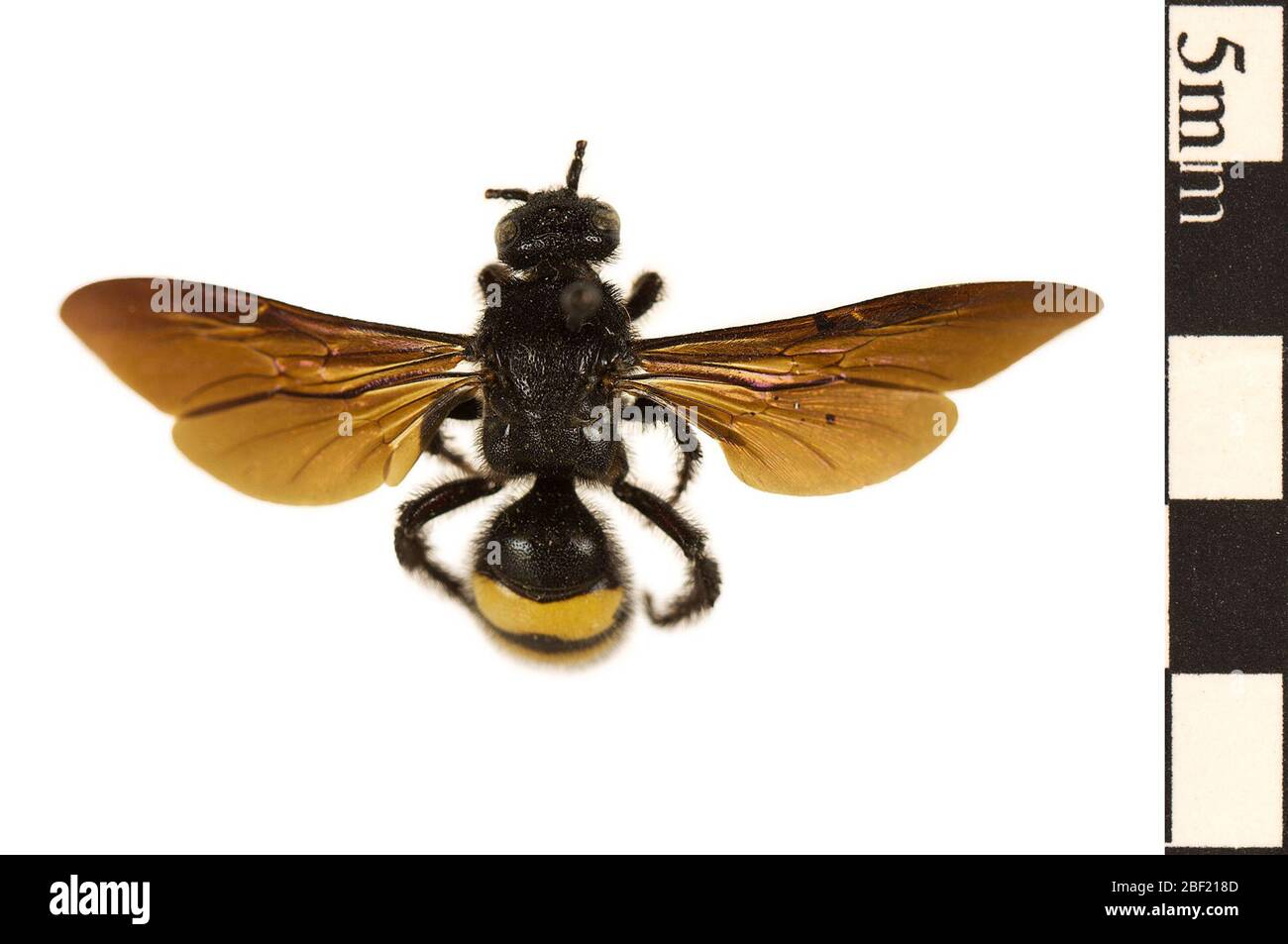 Moraillon scoliid à bandes Doublebarées. Cet objet fait partie de la collection éducation et sensibilisation, dont certaines sont dans le centre d'éducation scientifique Q?rius et sont disponibles pour voir.114 Jan 2020 Banque D'Images