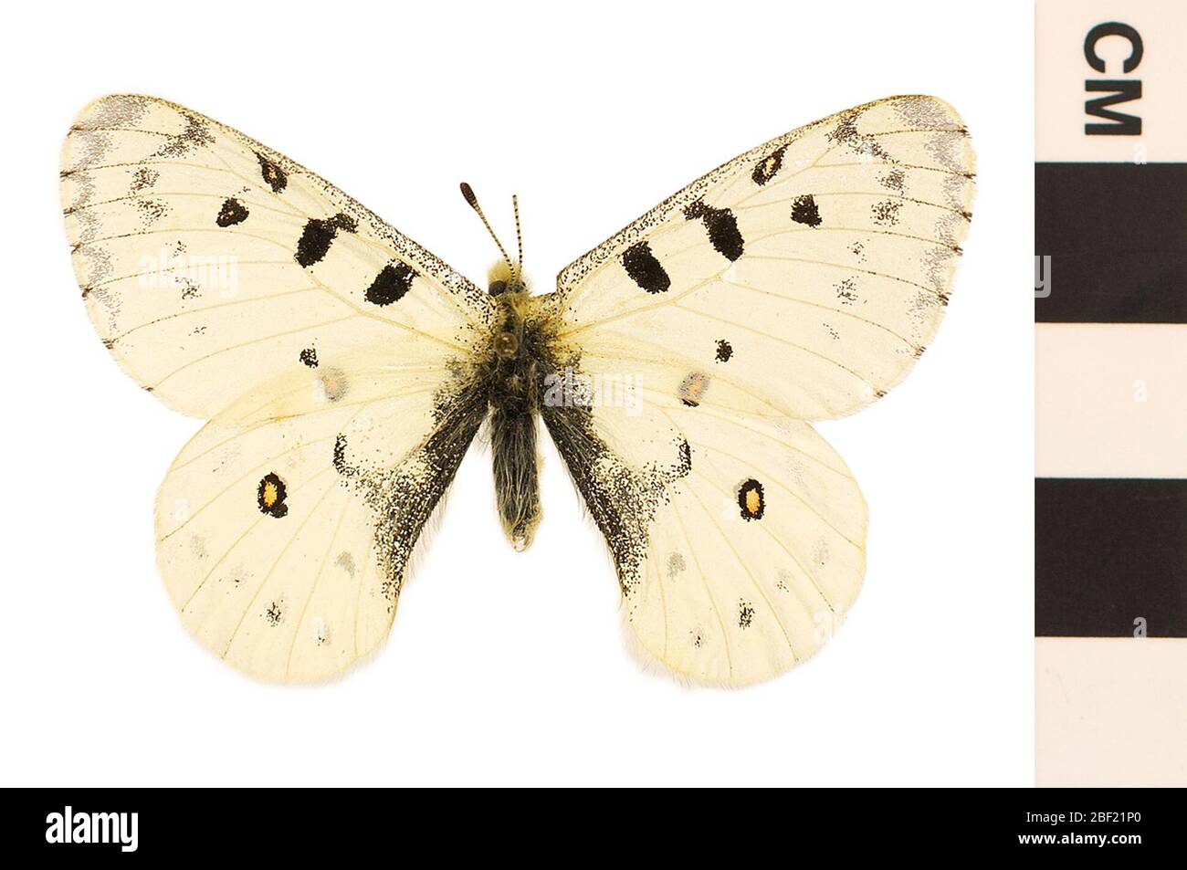 Phoebus Parnassius petit Apollo. Cet objet fait partie de la collection éducation et sensibilisation, dont certaines sont dans le centre d'éducation scientifique Q?rius et sont disponibles pour voir.114 Jan 2020 Banque D'Images
