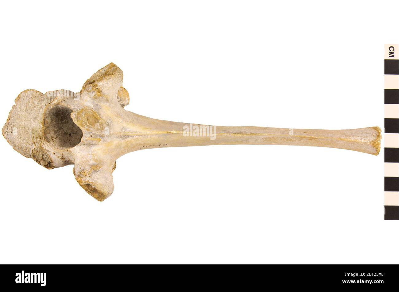 Chameau. Cet objet fait partie de la collection Education and Outreach, dont certains sont dans le centre d'éducation scientifique Q?rius et disponibles pour voir.atlas, axe, 1 cervical, et 1 vertèbre thoracique 114 Jan 2020 Banque D'Images