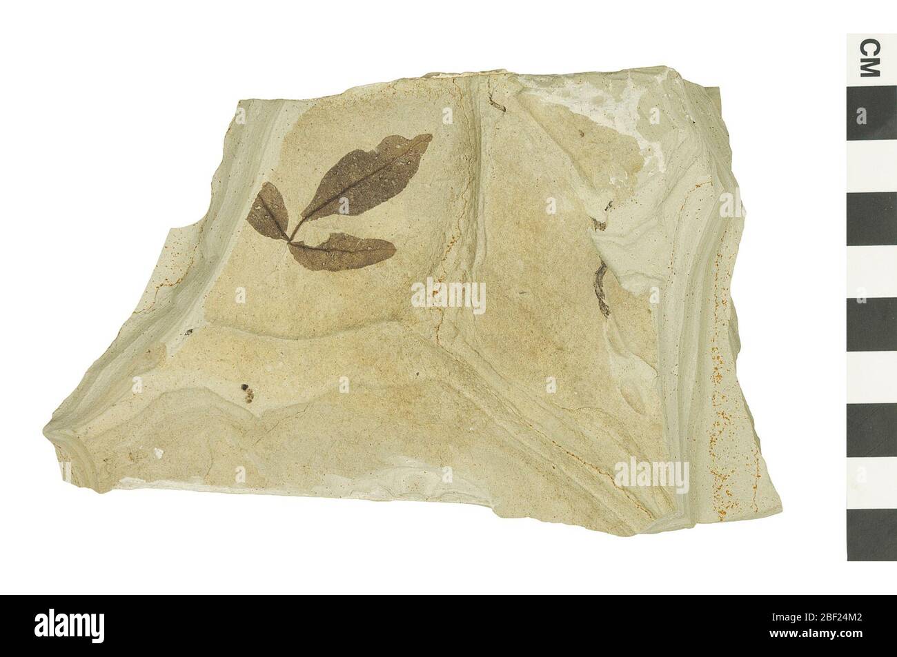 Dicot fossile. Cet objet fait partie de la collection éducation et sensibilisation, dont certaines sont dans le centre d'éducation scientifique Q?rius et disponibles pour voir.Cenozoïque - Paléogène - EocenSection de strates contenant une feuille fossile montrant des dégâts aux insectes d'alimentation de marge.124 Jul 2019Green River Banque D'Images