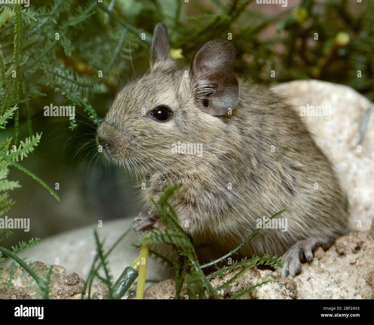 Degu. Espèce: Degus,genre: Octodon,famille: Octodontidae,ordre: Rodentia,Classe: Mammalia,Phylum: Chordata,Royaume: Animalia,Degu,SMH,Small Mammal House,Rodent Banque D'Images