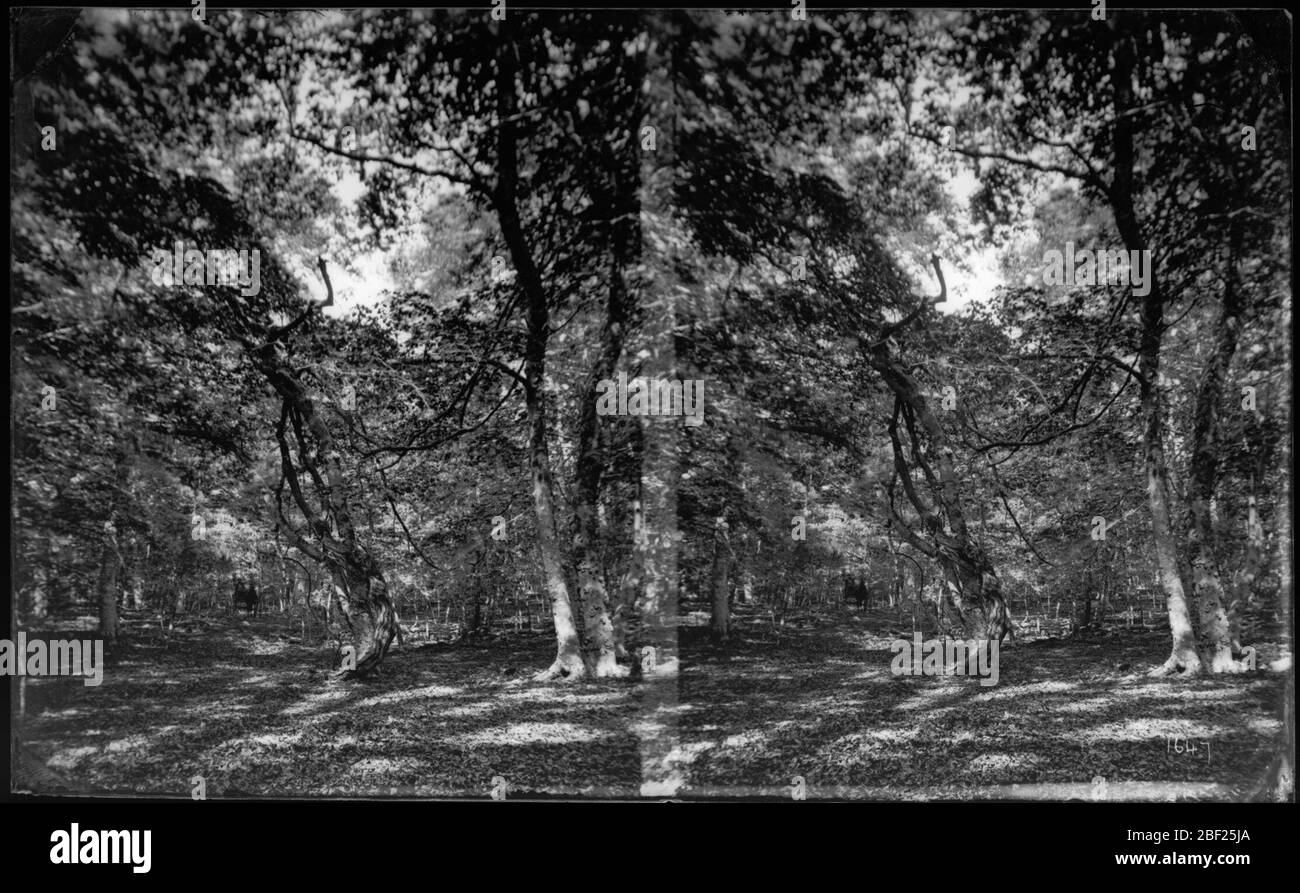Woods Hole Massachusetts. Archives de la Smithsonian institution, ACC. 11-006, Box 002, image no MAH-1649Smithsonian institution Archives Capital Gallery, Suite 3000, MRC 507; 600 Maryland Avenue, SW; Washington, DC 20024-2520 Banque D'Images
