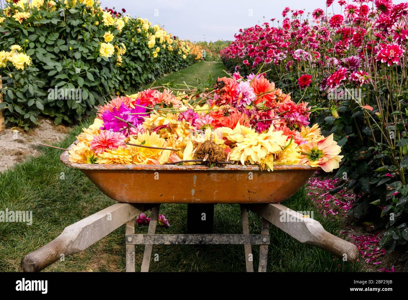 Une brouette pleine de dahlia jaune vif, rouge et orange fleurit entre deux rangées de fleurs roses et jaunes Banque D'Images