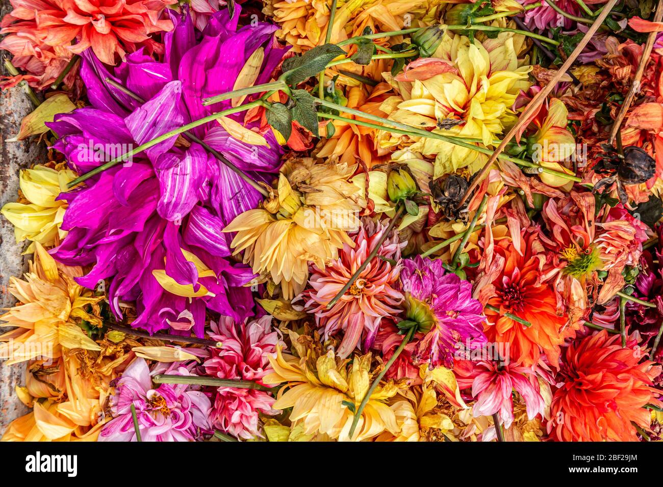 les fleurs de dahlia sont aux pétales violet, jaune et orange empilés ensemble Banque D'Images