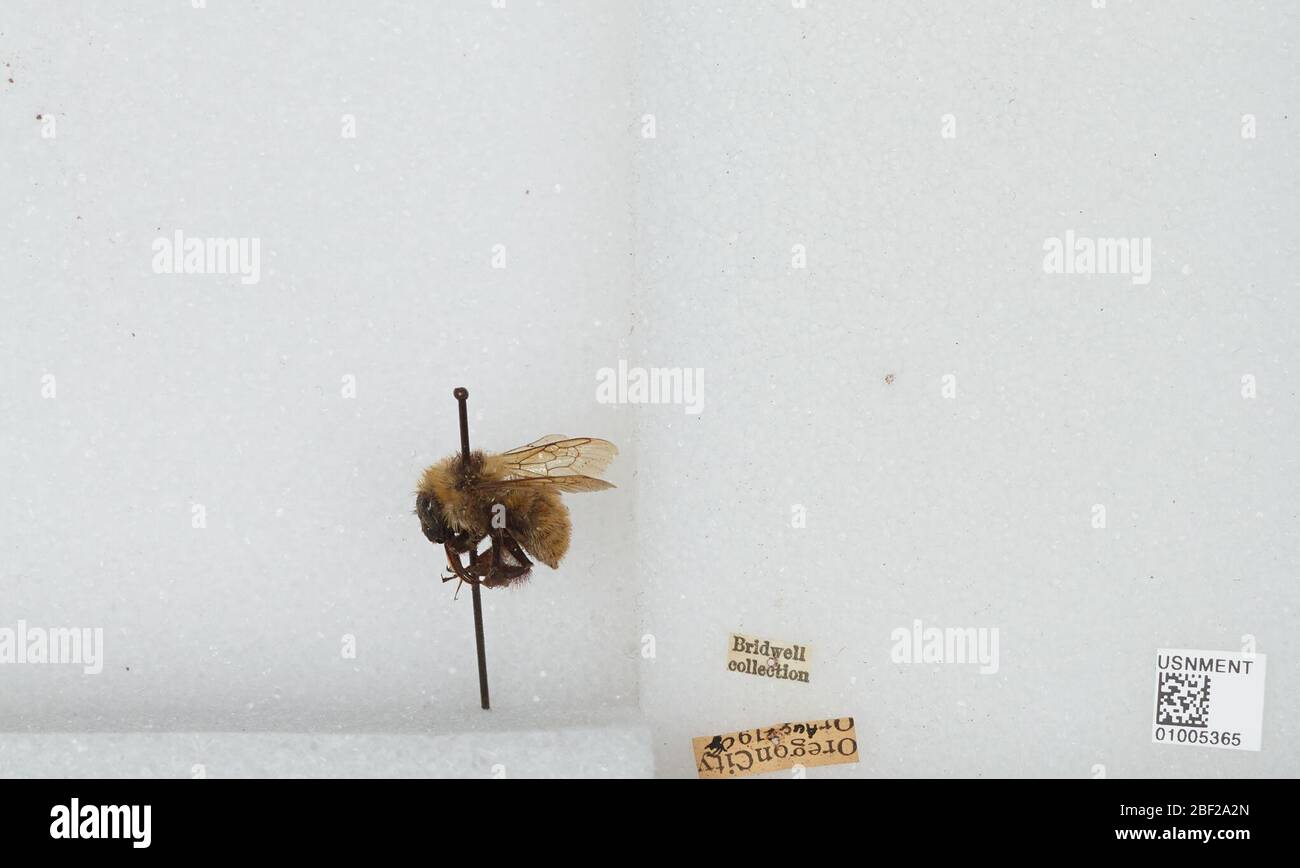 Bombus Subterraneobombus apposituus. Transcrit par des volontaires numériques[objet]17 avril 20171 Banque D'Images
