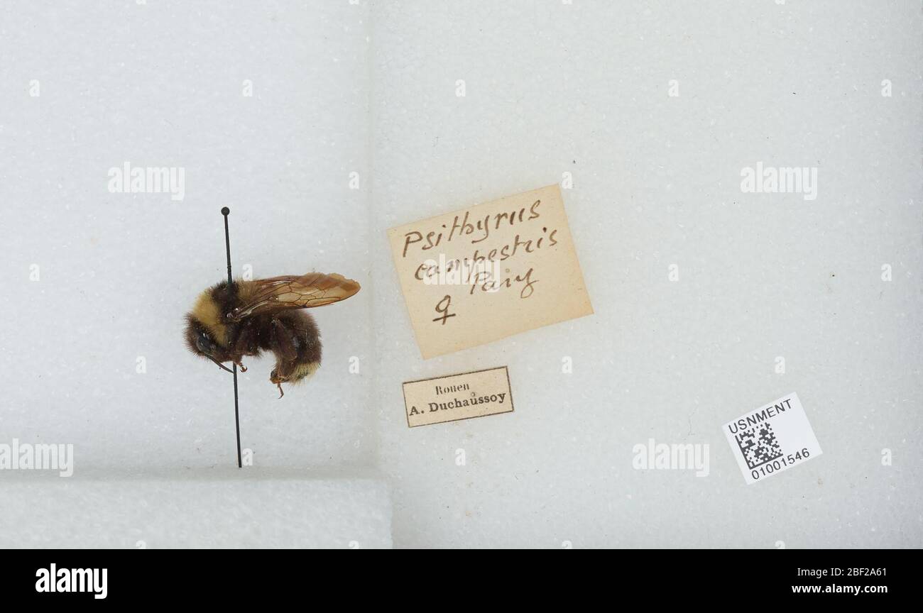 Bombus Psithyrus campestris. Transcrit par des volontaires numériques. Collection W. Stelrenard 196617 avril 20171 Banque D'Images