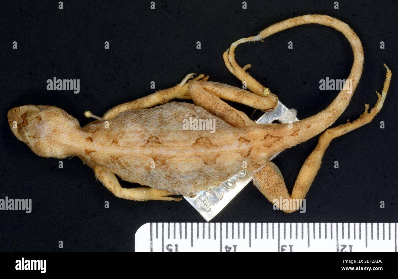 Sitana ponticeriana. 2 octobre 20181 Banque D'Images