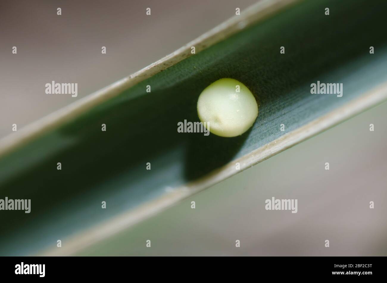 Yucca Giant-Skipper, Megathymus yuccae, ovum on Arkansas Yucca, Yucca arkansana Banque D'Images