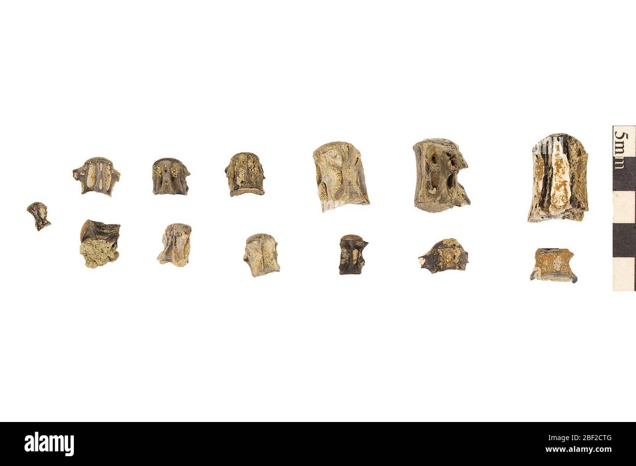 Gar. Cet objet fait partie de la collection Education and Outreach, dont certains sont dans le centre d'éducation scientifique Q?rius et disponibles pour voir.Mésozoïque - Crétacé - Puercan IThese sont des vertèbres fossilisées de l'épine dorsale d'un gar, un poisson à rayons. Banque D'Images