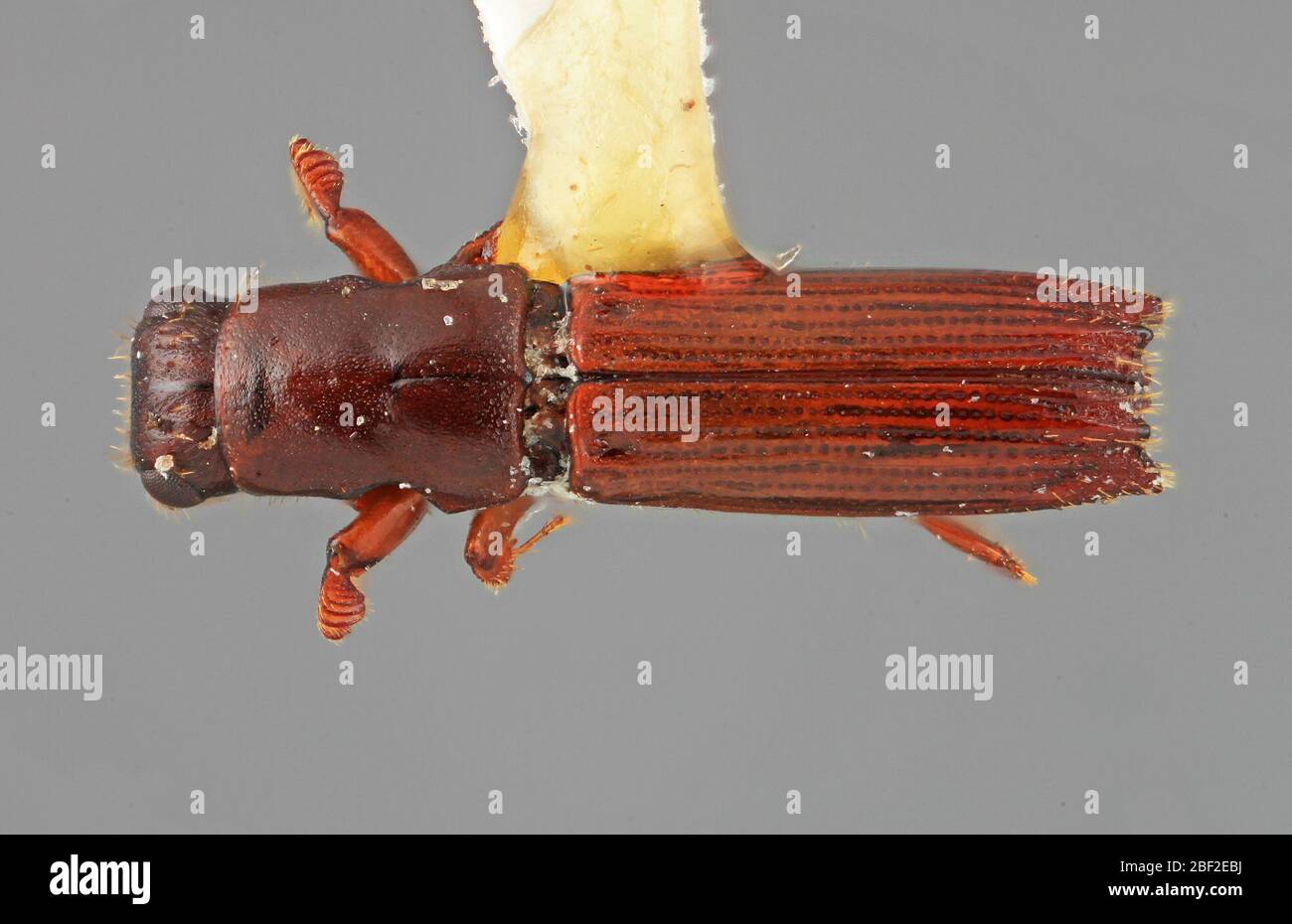 Platypus prénexus. Journal inconnu 20 juillet 20171 Banque D'Images