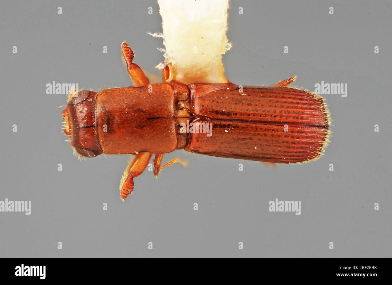 Platypus clunis. Cedrusamarga20 juillet 20171 Banque D'Images