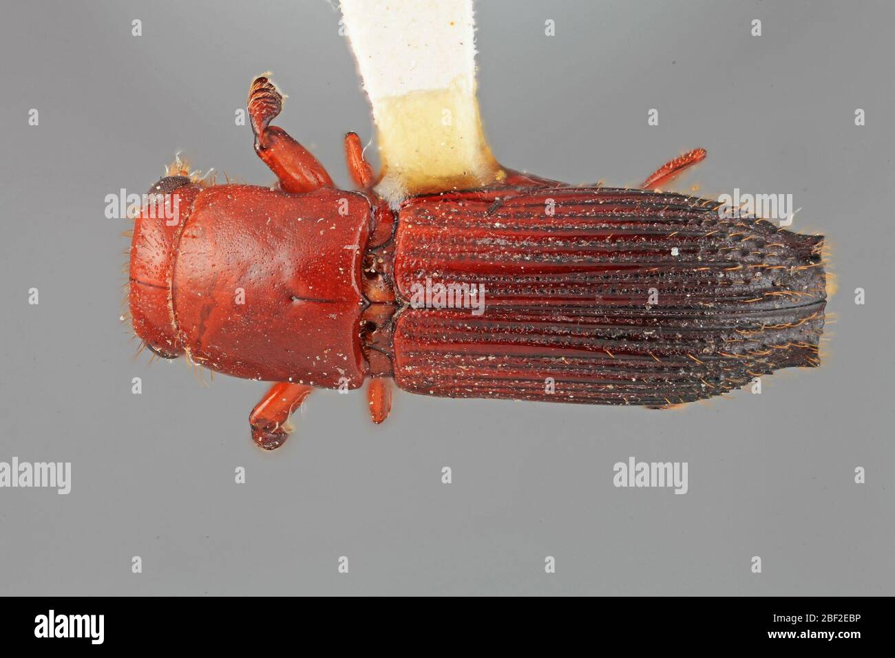 Platypus liraticus. 20 juillet 20171 Banque D'Images