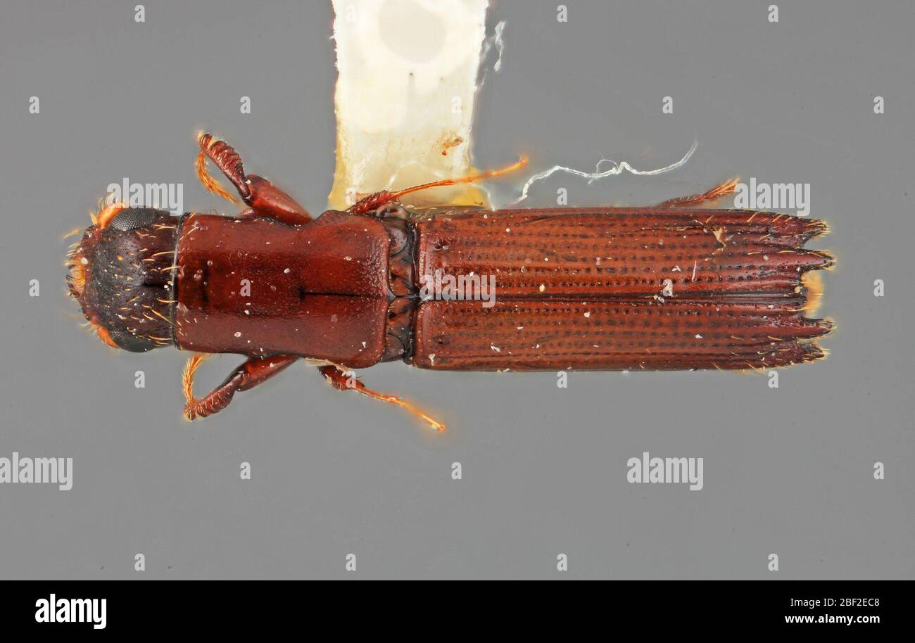 Platypus connexus. 20 juillet 20171 Banque D'Images