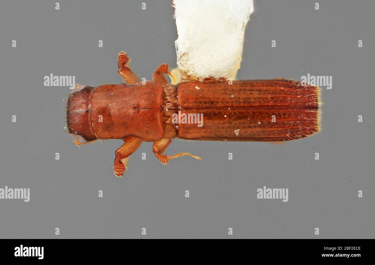 Platypus sicarius. Sapotaceae20 juillet 20171 Banque D'Images