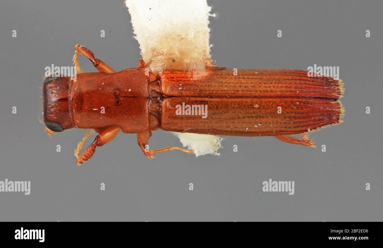 Platypus deplanatus. 20 juillet 20171 Banque D'Images