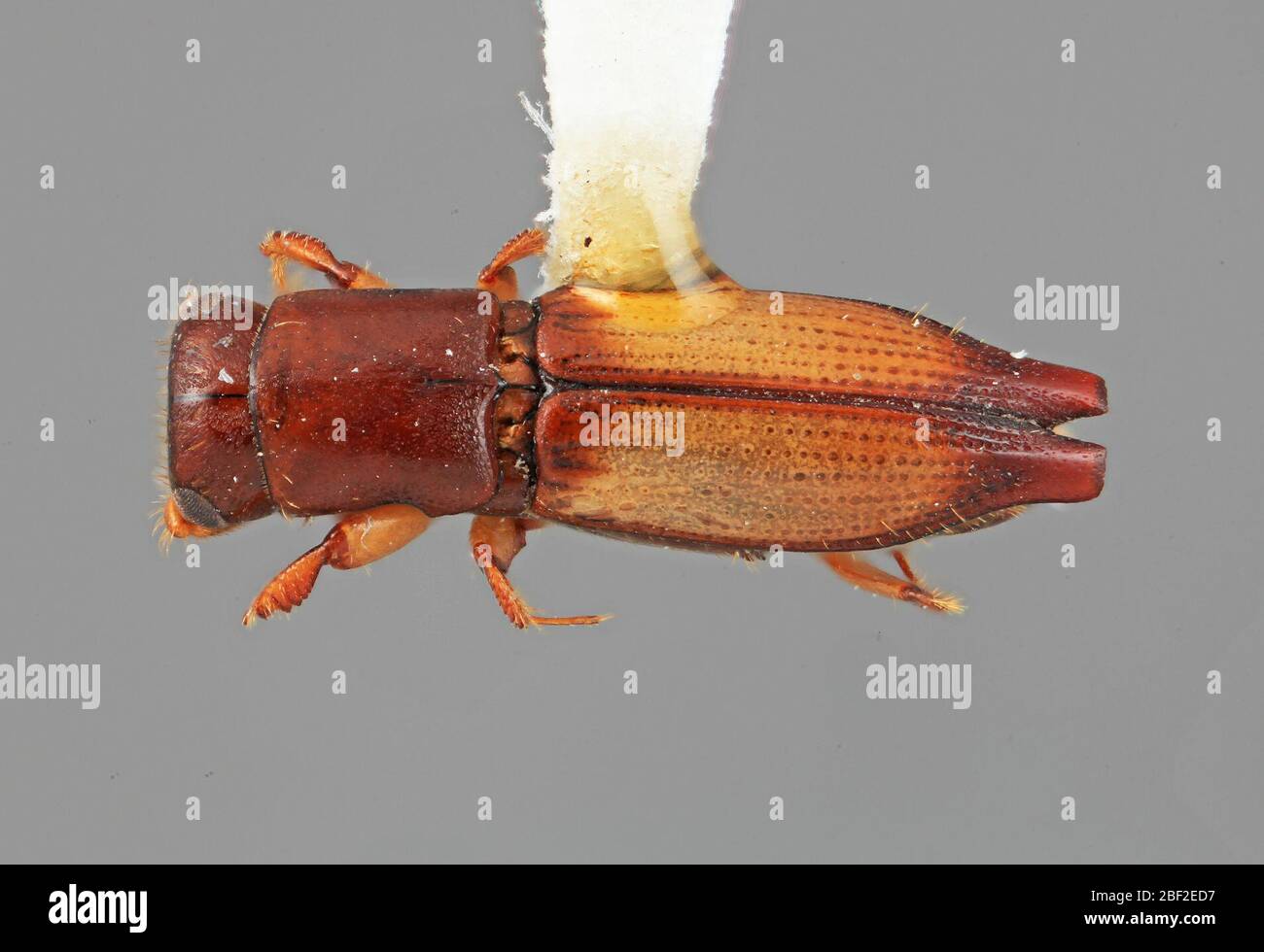 Platypus secus. LauraceaeNectandrasp.20 juillet 20171 Banque D'Images