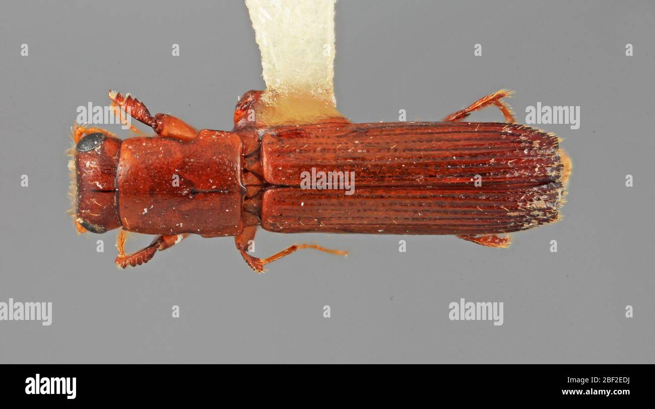 deceptor de platypus. Journal inconnu 20 juillet 20171 Banque D'Images