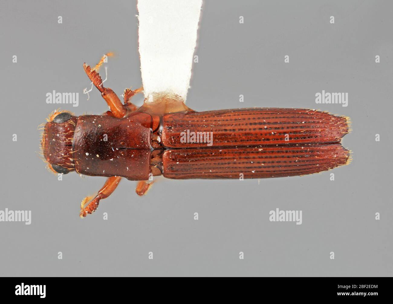 Platypus eugestus. 20 juillet 20171 Banque D'Images