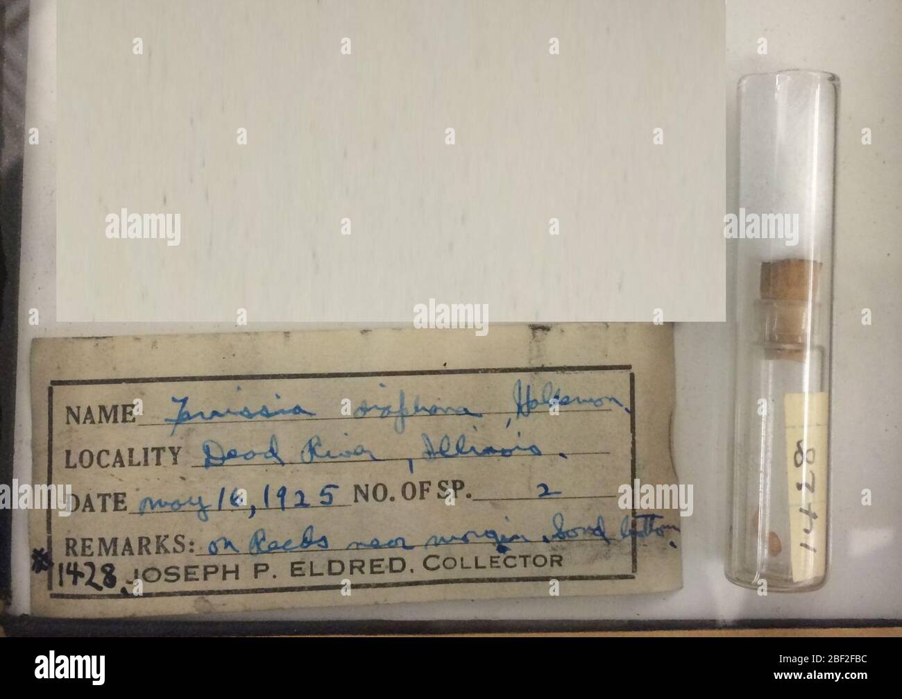 Ferrissia Laévapox diaphane. 19 févr. 20II2 Banque D'Images