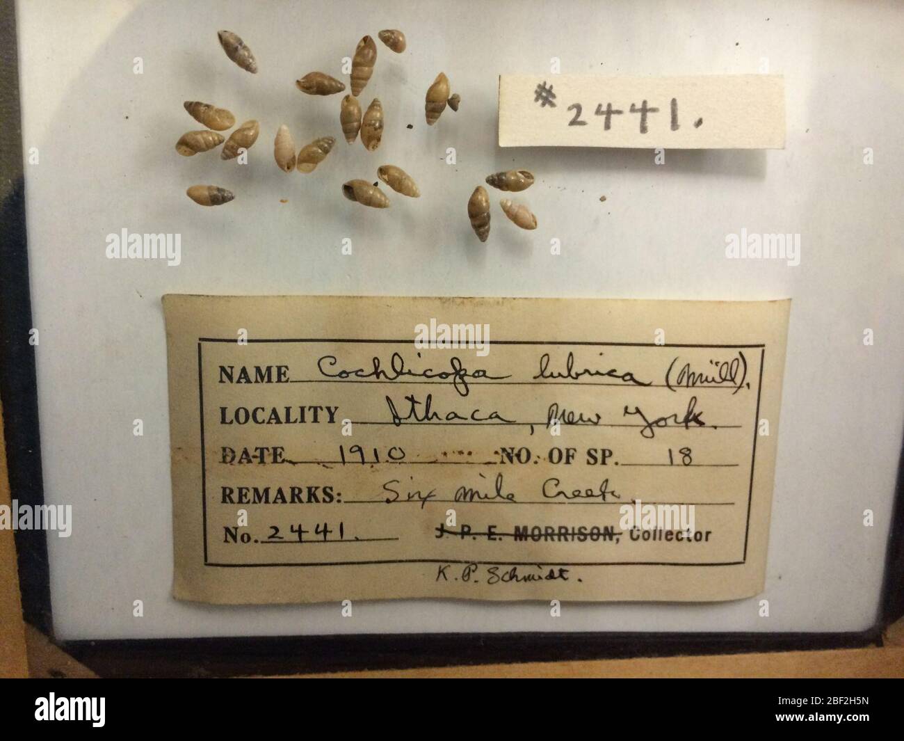 Cochlicopa lubrica. 10 mars 202018 Banque D'Images