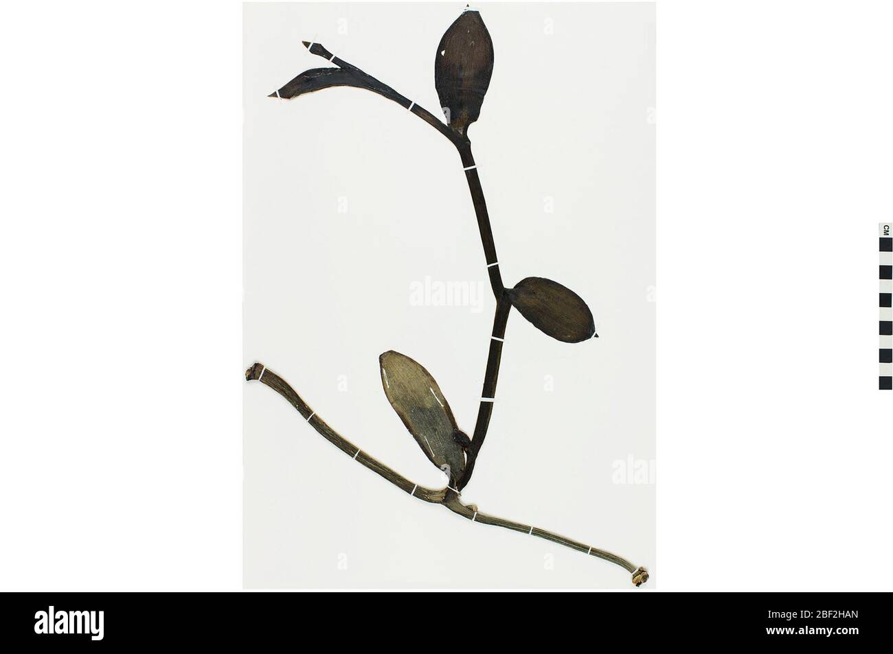 Vanille impériale. Cet objet fait partie de la collection éducation et sensibilisation, dont certaines sont dans le centre d'éducation scientifique Q?rius et sont disponibles pour voir.129 mai 2019 Banque D'Images