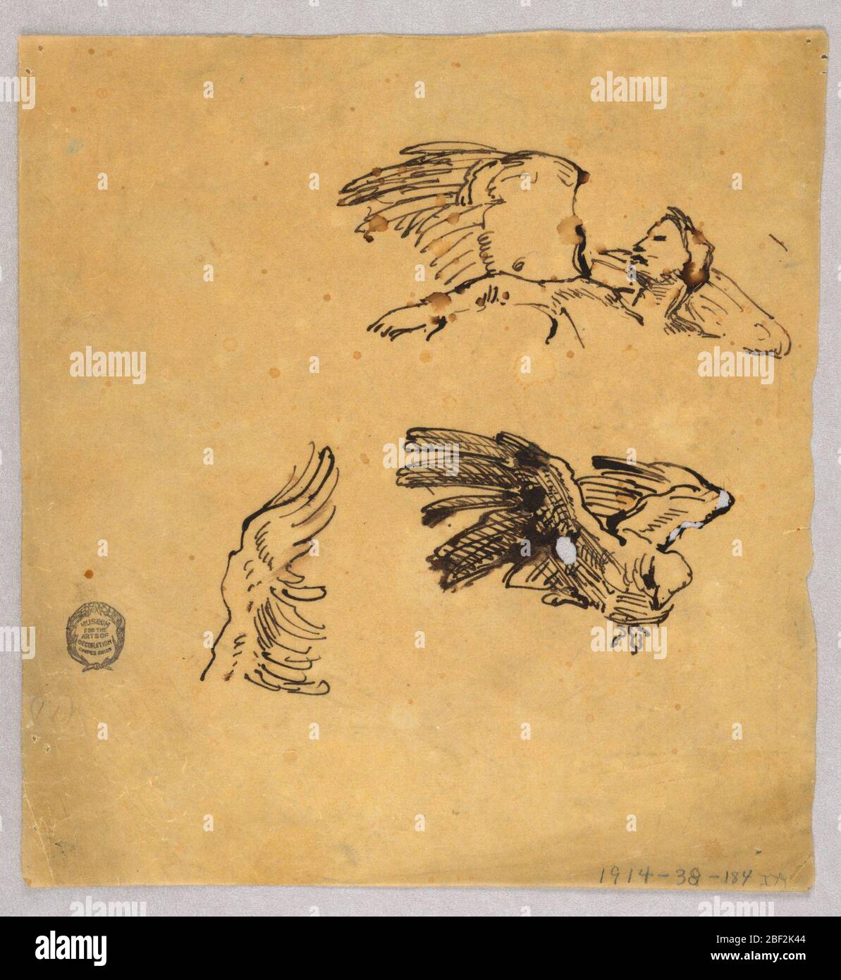 Études de Wings. Au-dessus, à droite, une figure angélique avec la tête et le bras d'un homme, et les ailes. En dessous, un oiseau avec ailes levées. En bas à gauche, étude d'une aile. Banque D'Images