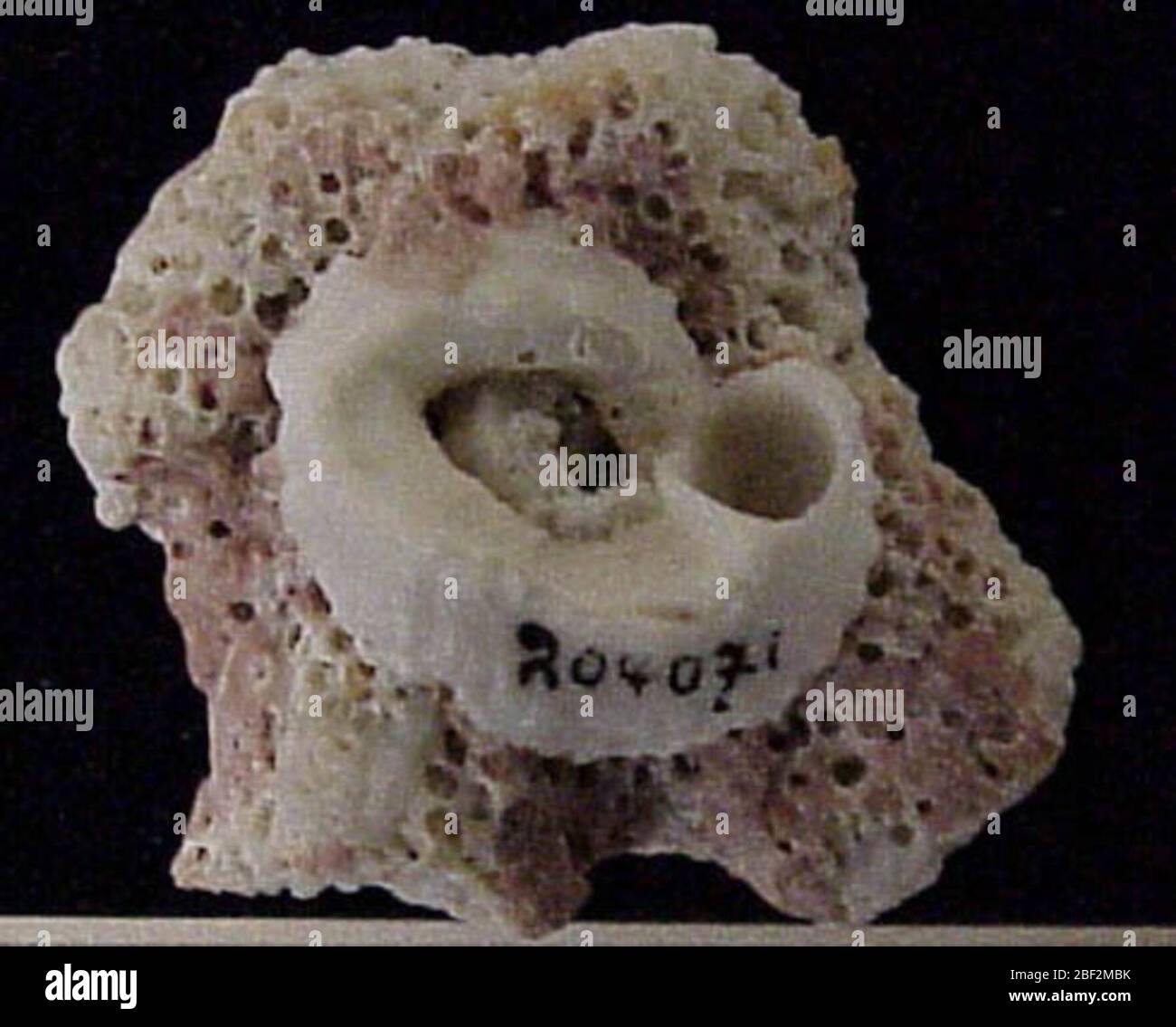 Dendropoma platypus. 16 janvier 20131 Banque D'Images