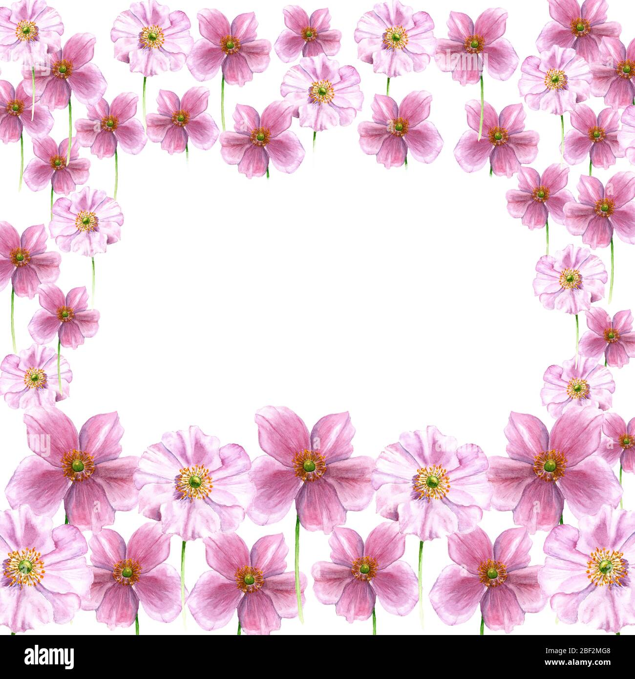 Cadre aquarelle à partir de fleurs d'anemone. Fleurs dessinées à la main isolées sur fond blanc. Élément floral artistique. Illustration Botanique Banque D'Images