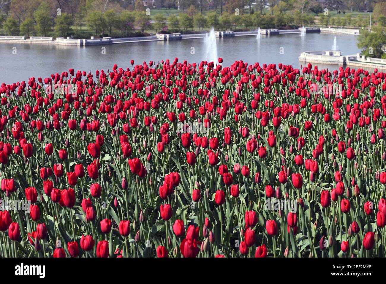 St. Louis, États-Unis. 16 avril 2020. Les tulipes rouges sont en pleine floraison alors que les fontaines du Grand bassin Emerson, vaporiser de l'eau à mesure que les températures atteignent 58 degrés dans Forest Park, à Saint-Louis, le jeudi 16 avril 2020. Photo de Bill Greenblatt/UPI crédit: UPI/Alay Live News Banque D'Images