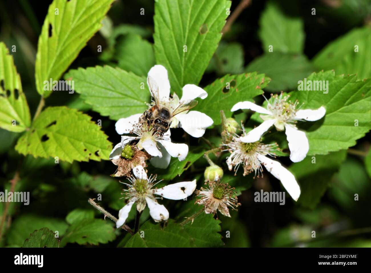 Le pollen de la cueillette de miel. Banque D'Images