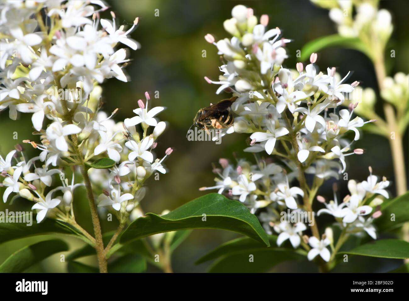Le pollen de la cueillette de miel. Banque D'Images