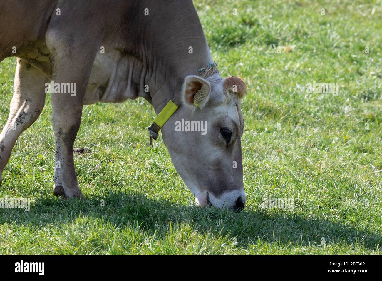 une vache brune très sale qui mange de l'herbe sur un pré vert de printemps en contre-jour et au coucher du soleil, de jour en jour, de près Banque D'Images