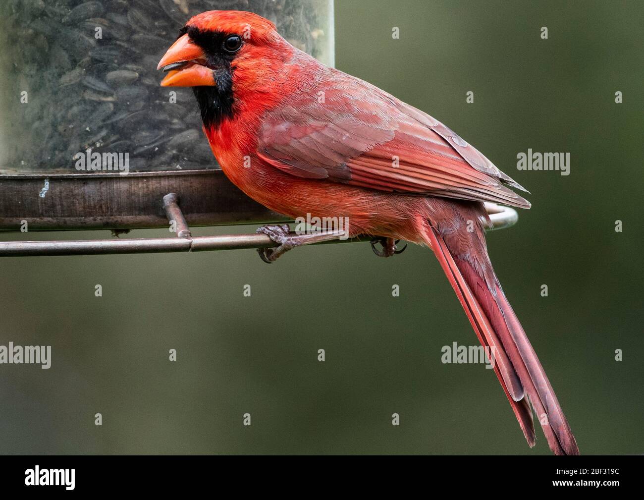 Oiseau sur le bord Banque D'Images