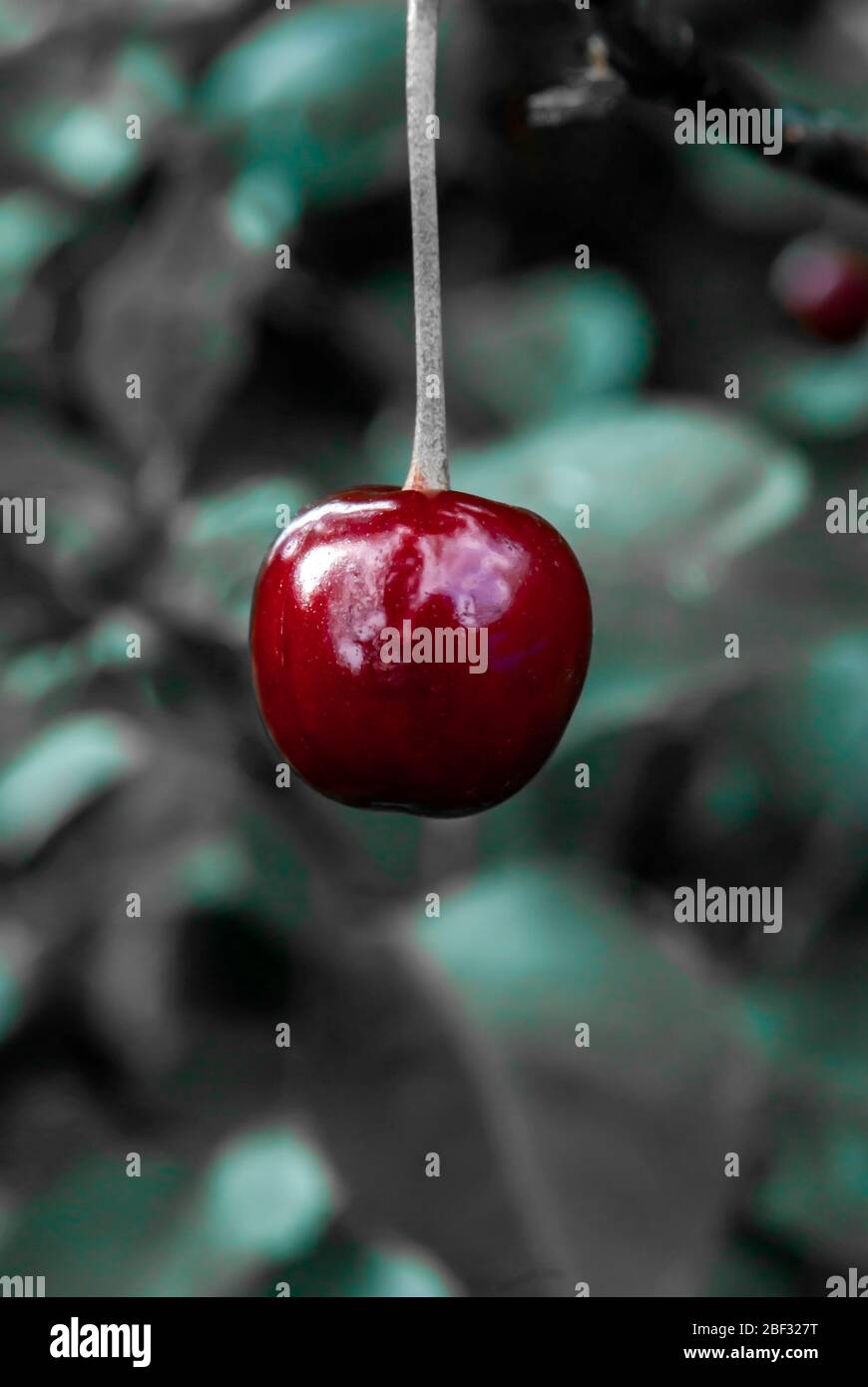 fruits de cerise isolés sur un fond noir blanc flou Banque D'Images