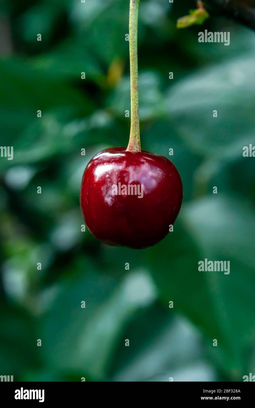 des fruits à la cerise longer accrochés sur l'arbre, à proximité Banque D'Images