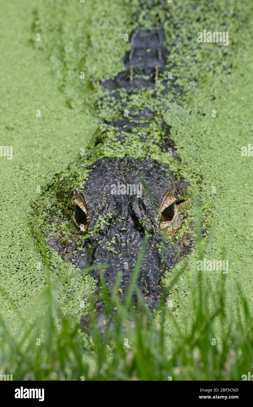 Crocodile américain. Espèce: Mississippiensis,genre: Alligator,famille: Crocodylidae,ordre: Crocodylia,Classe: Reptilia,Phylum: Chordata,Royaume: Animalia,Pond,Reptile House,eau,reptile,crocodiliens Banque D'Images